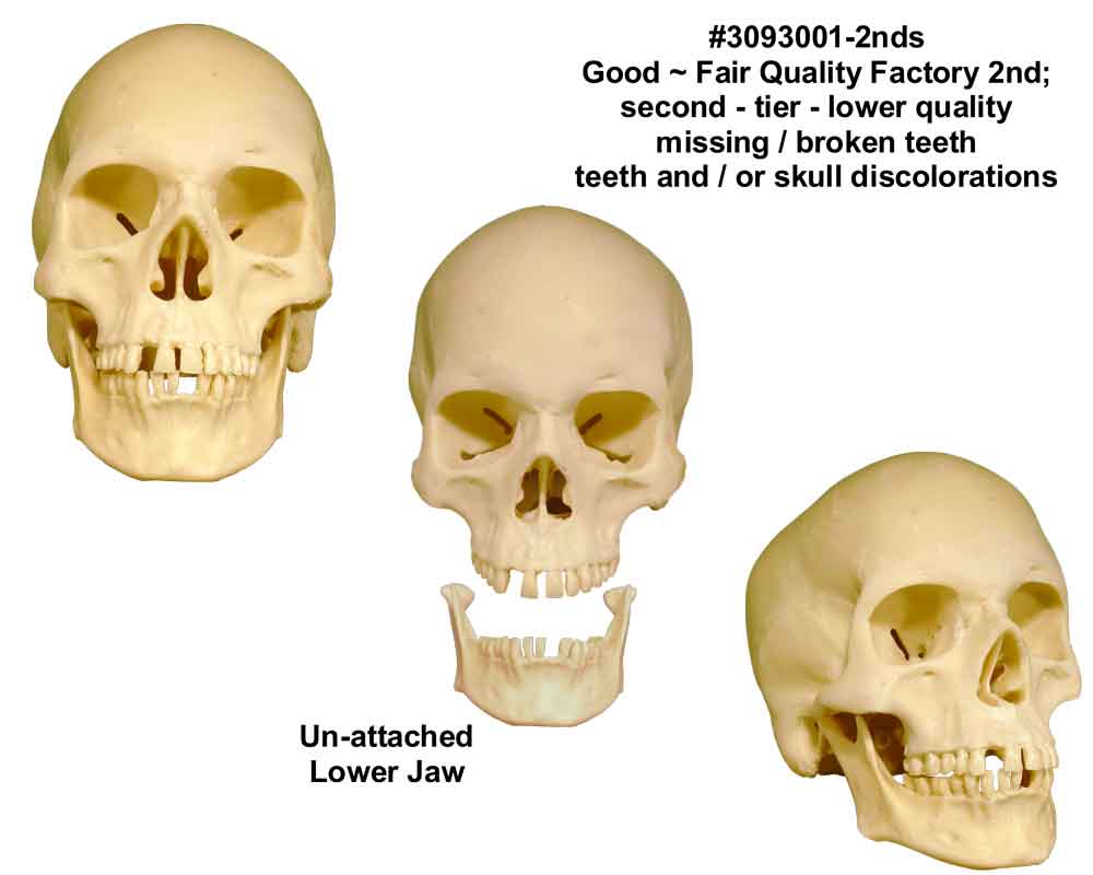 Human Skull-Exact Replica: Factory 2nd Tier-Good Quality