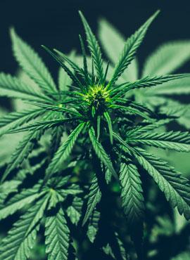 CBD