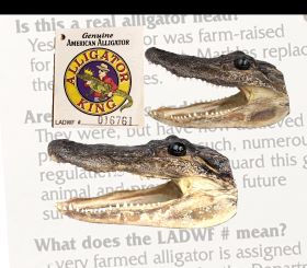 Genuine American Alligator Heads