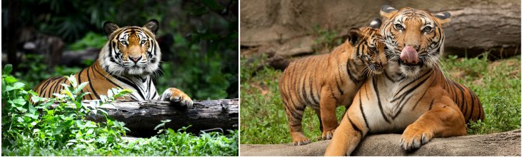 3D Picture 9632--Orange Tiger/Tiger and BABY