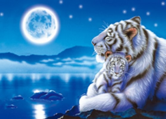 3D Picture 9707--White Tiger and BABY with Moon