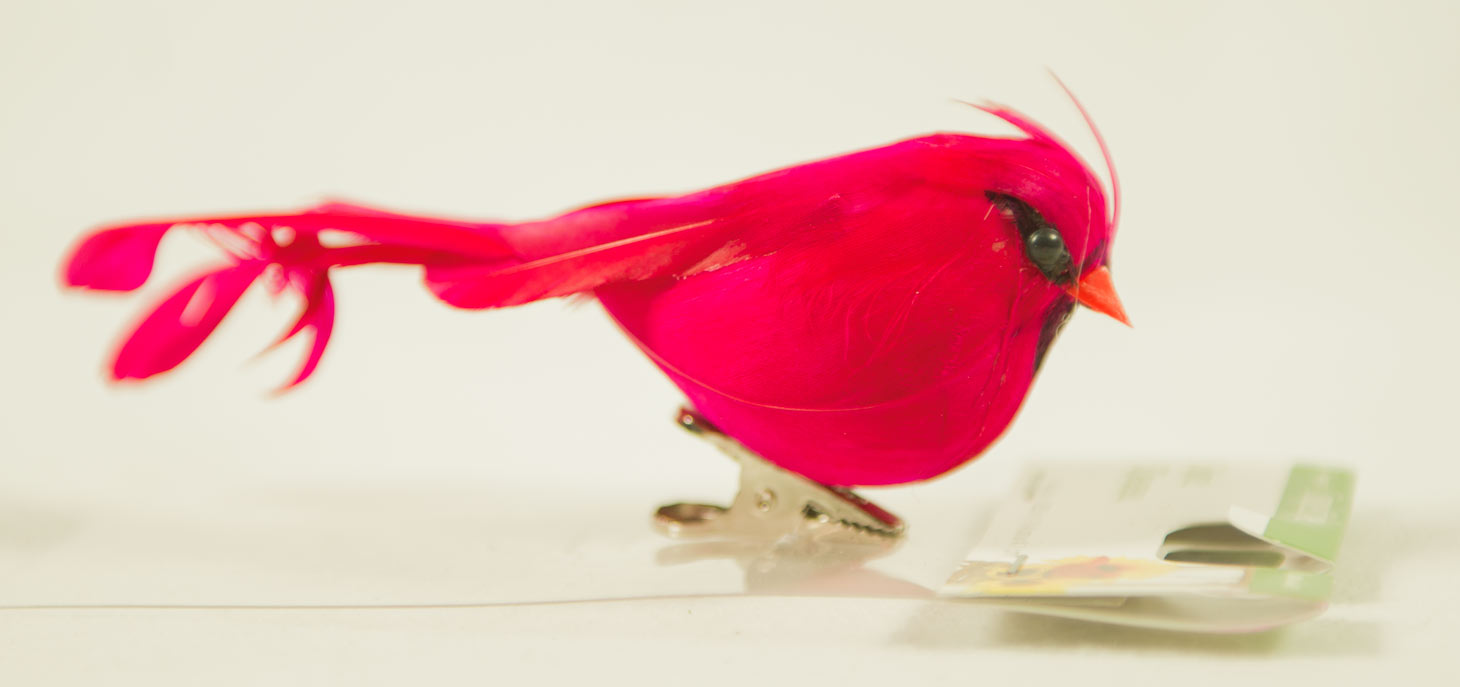 Bird- Cardinal/Finch