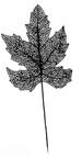Black Skeleton Leaf Stem - 24''
