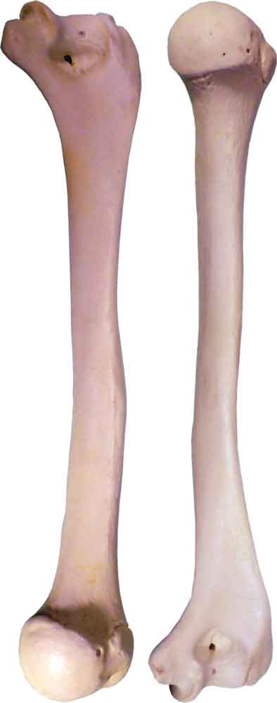 Human Humerus 2 pieces Left and Right Arm Bones Replica Life Size